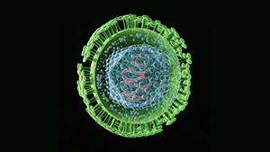 Herpes genitale